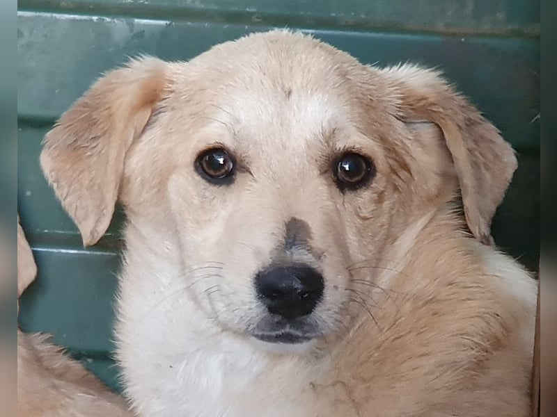 ♥SUGAR♥ ab Anfang Mai auf Pflegestelle bei Köln - zuckersüße, verspielte Welpin 31 cm (wachsend