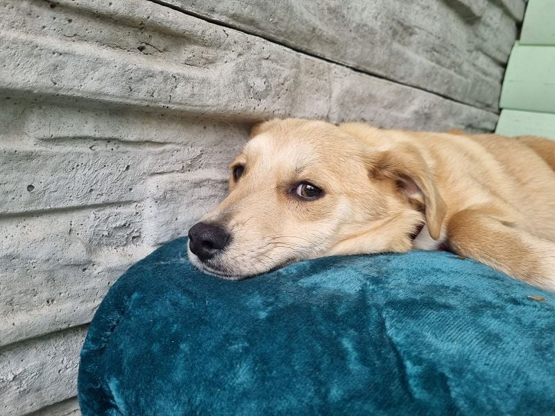 ♥SUGAR♥ neu auf Pflegestelle bei Köln - zuckersüße, verspielte Juniorin 33 cm (wachsend)