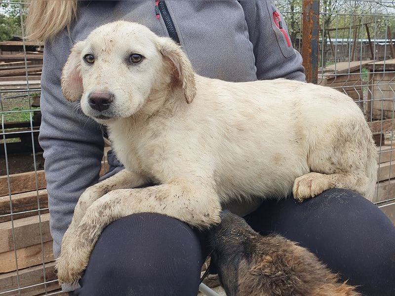 ♥JULIE♥ zuckersüßes, kuscheliges, verspieltes Hundekind 35 cm (wachsend)