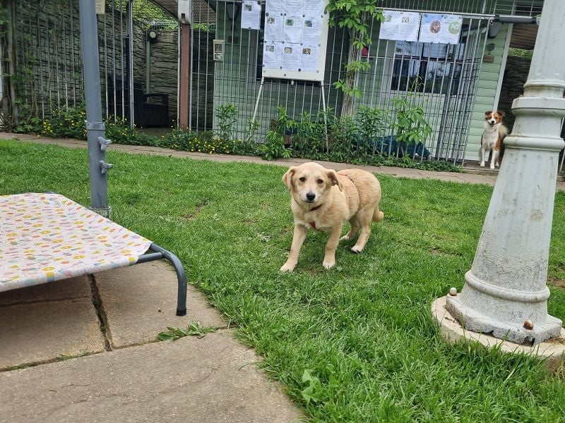 ♥SUGAR♥ neu auf Pflegestelle bei Köln - zuckersüße, verspielte Juniorin 33 cm (wachsend)