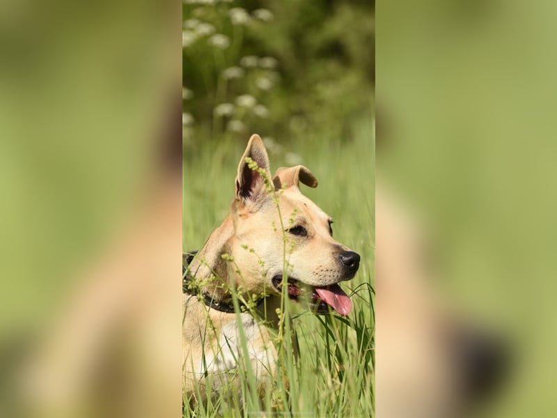 Luna ❤️ lebensfrohe Hündin will mit Ihnen die Welt entdecken