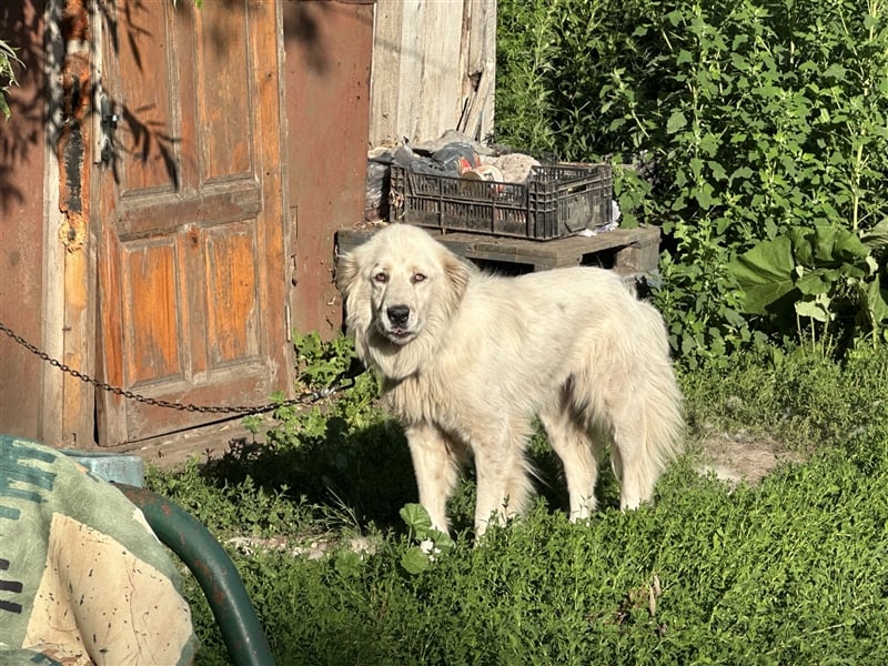 Wunderschöne Hündin Ursa❤️sucht ihre Menschen