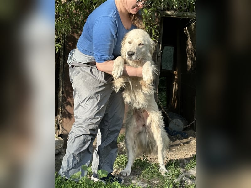 Wunderschöne Hündin Ursa❤️sucht ihre Menschen