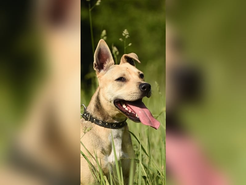 Luna ❤️ lebensfrohe Hündin will mit Ihnen die Welt entdecken