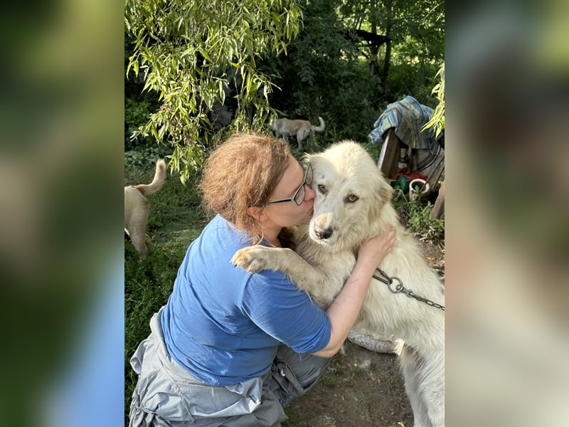 Wunderschöne Hündin Ursa❤️sucht ihre Menschen