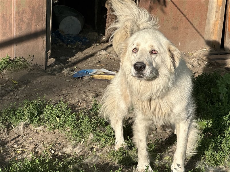 Wunderschöne Hündin Ursa❤️sucht ihre Menschen