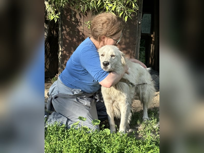 Wunderschöne Hündin Ursa❤️sucht ihre Menschen