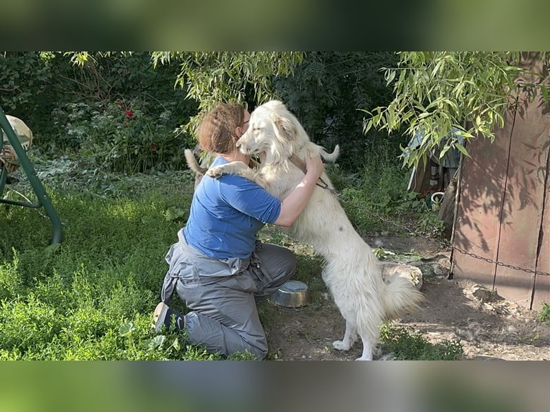 Wunderschöne Hündin Ursa❤️sucht ihre Menschen