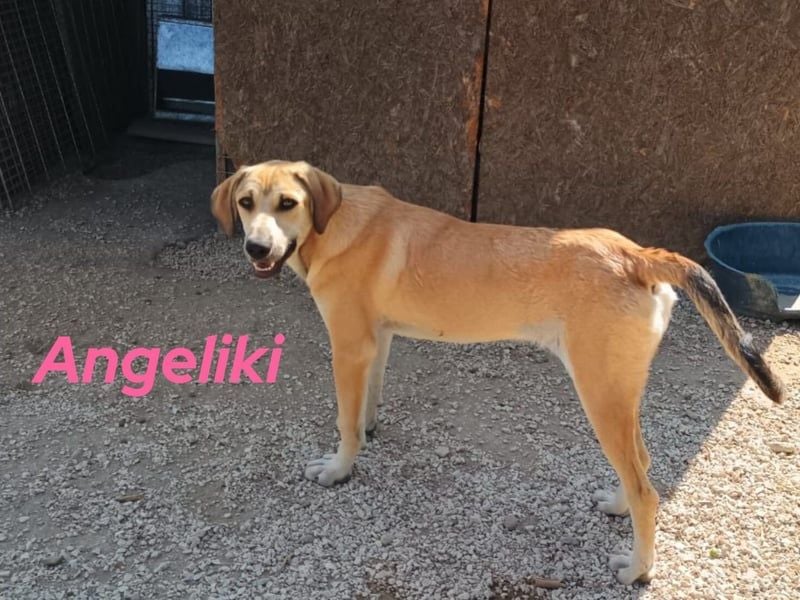 Angeliki geb. 12/2024 (GRC) - freundliche, verspielte und ausgeglichene Welpin!