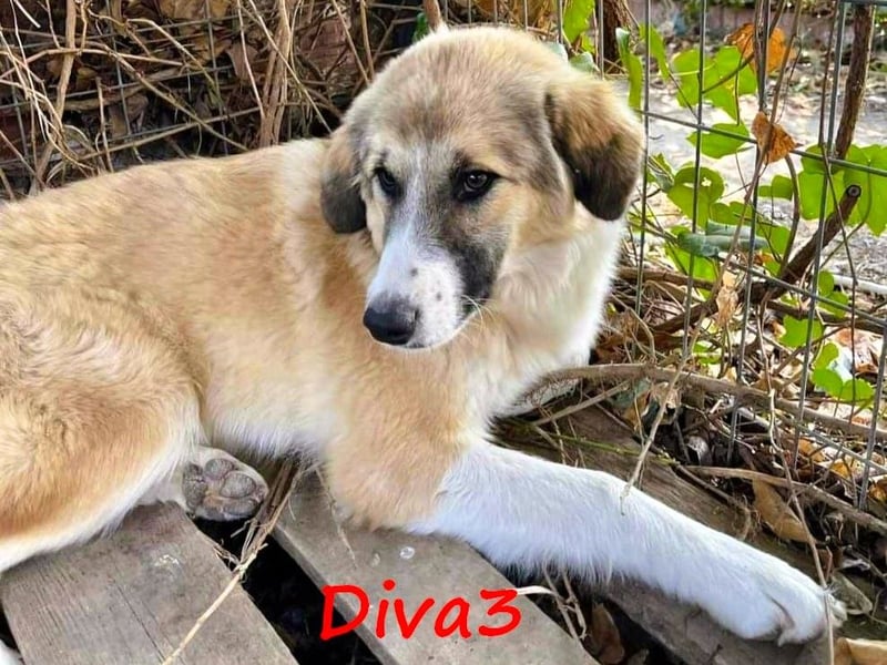 Diva3 07/2023 (GRC) - glückliche und verspielte, süße Junghündin!