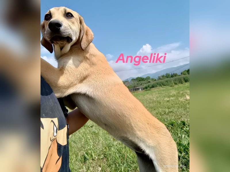 Angeliki 12/2024 (GRC) - freundliche, verspielte und ausgeglichene Welpin!