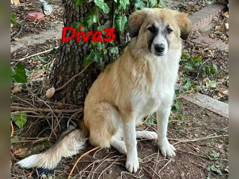 Diva3 07/2023 (GRC) - glückliche und verspielte, süße Junghündin!