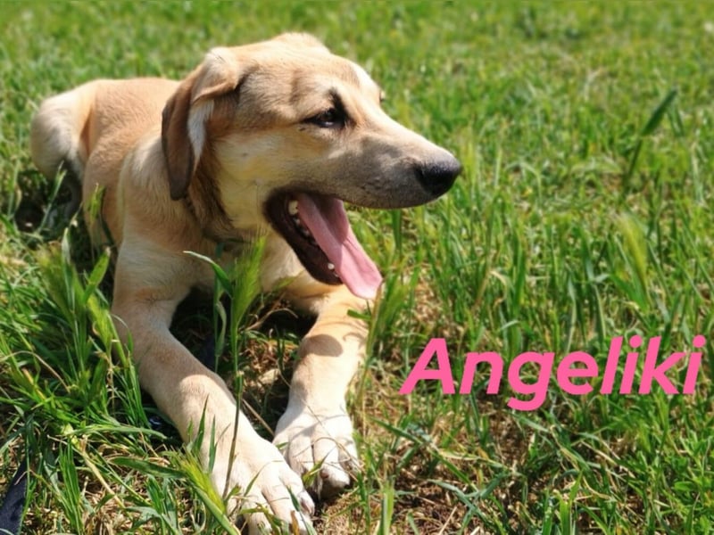 Angeliki 12/2024 (GRC) - freundliche, verspielte und ausgeglichene Welpin!