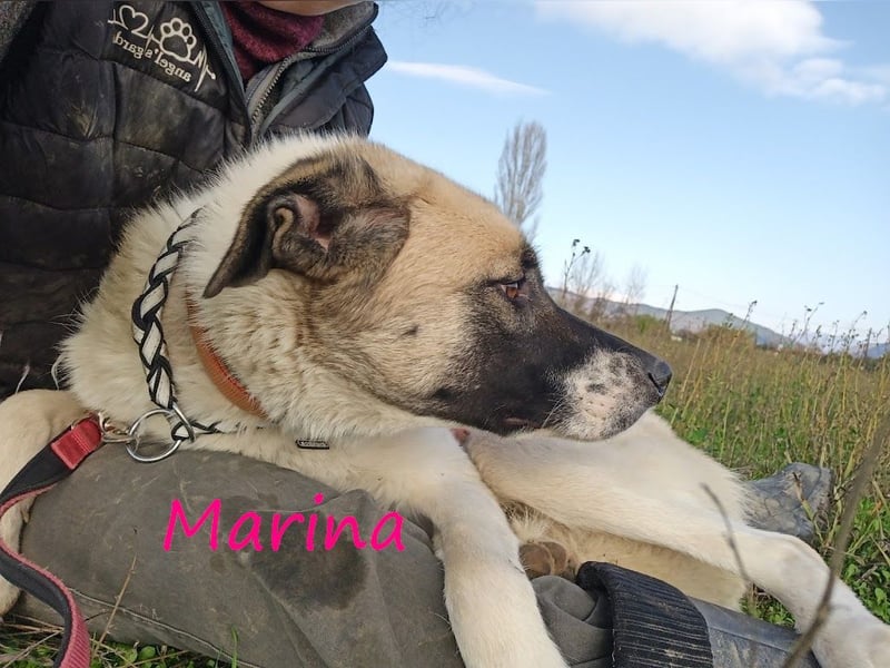 Marina 01/2021 (GRC) - ruhige, zurückhaltende und sehr liebenswerte Hündin!