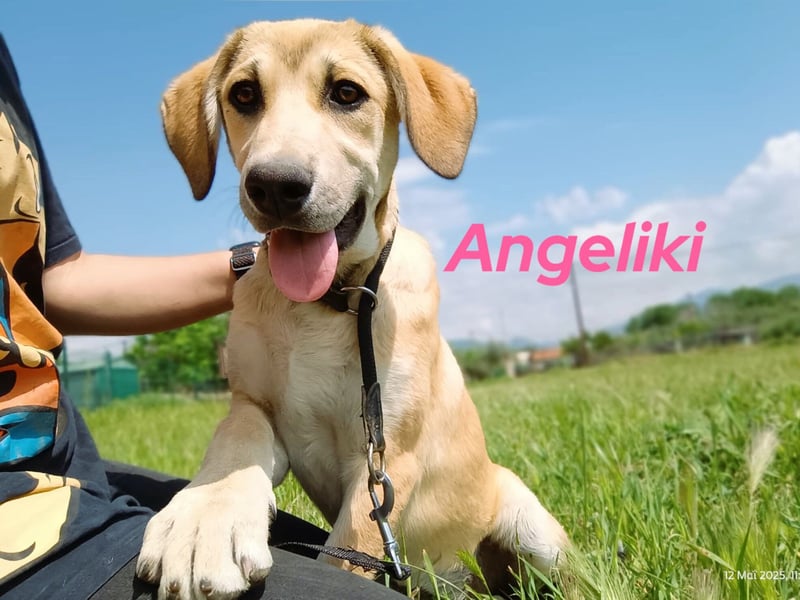 Angeliki 12/2024 (GRC) - freundliche, verspielte und ausgeglichene Welpin!