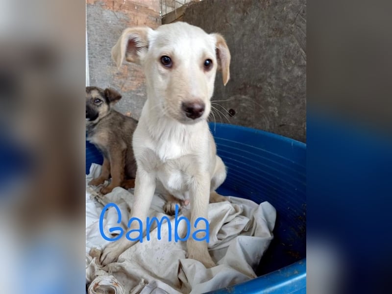 Unsere tolle Gamba