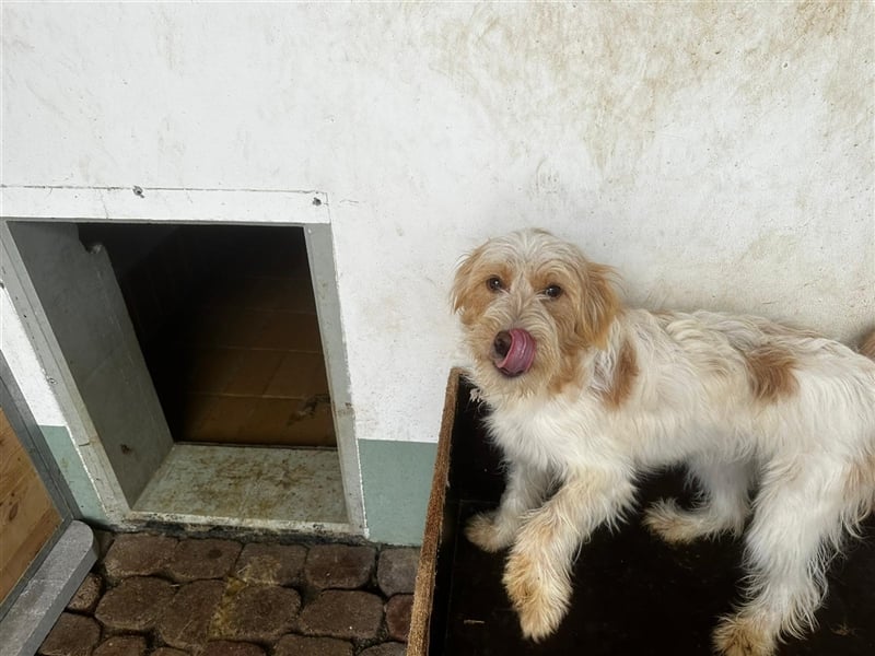 Die putzige Alma sucht ein liebevolles Zuhause