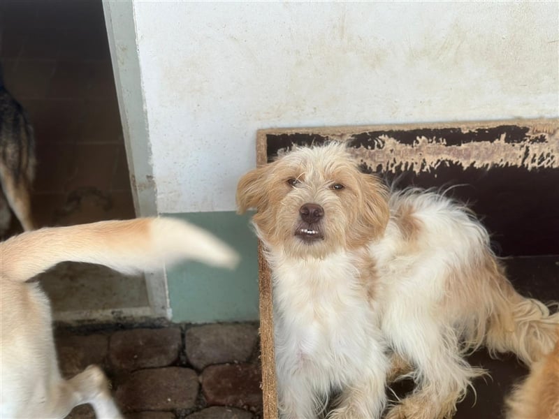 Die putzige Alma sucht ein liebevolles Zuhause