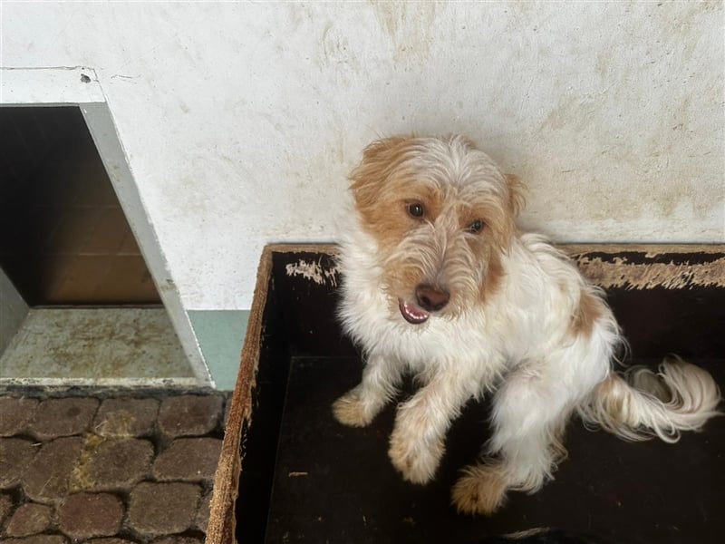 Die putzige Alma sucht ein liebevolles Zuhause