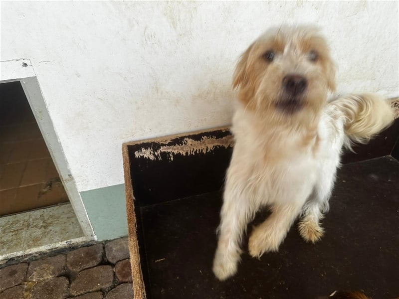 Die putzige Alma sucht ein liebevolles Zuhause