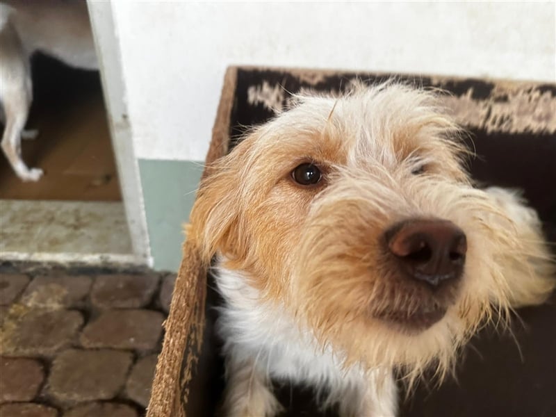 Die putzige Alma sucht ein liebevolles Zuhause