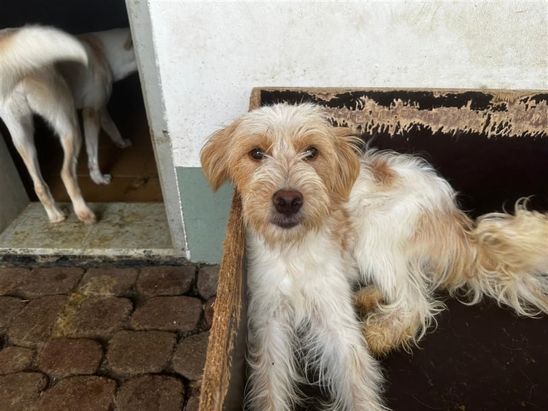 Die putzige Alma sucht ein liebevolles Zuhause