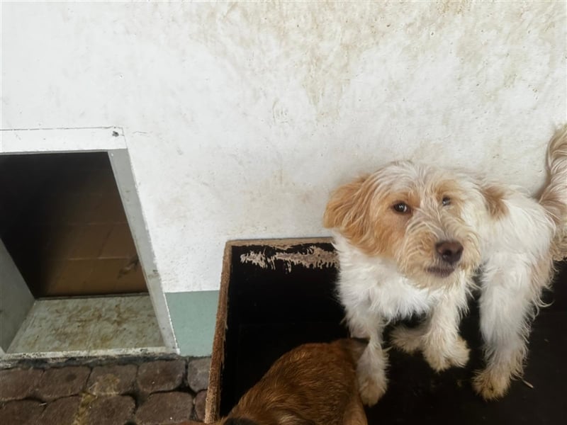 Die putzige Alma sucht ein liebevolles Zuhause