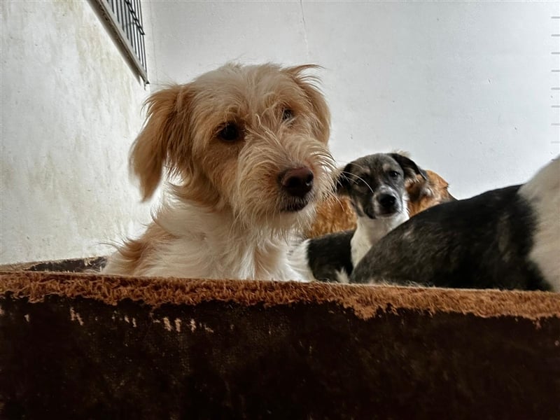Die putzige Alma sucht ein liebevolles Zuhause