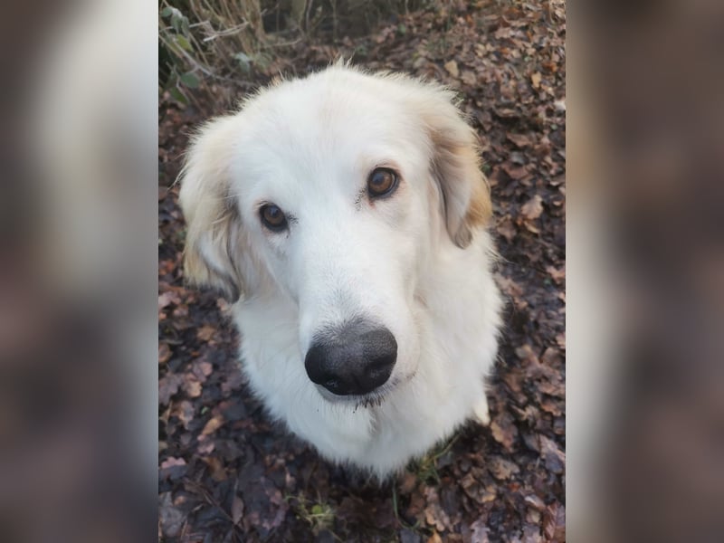 Almi (Almendra)