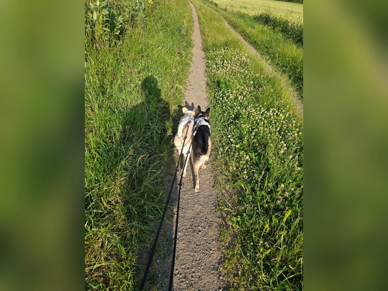 Josie