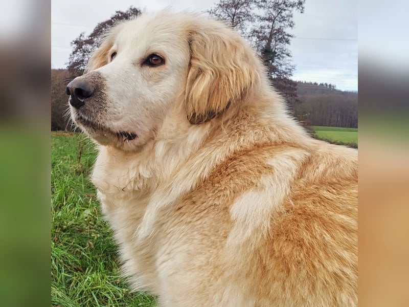 Almi (Almendra)