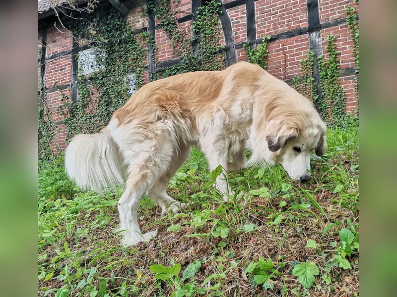 Almi (Almendra)