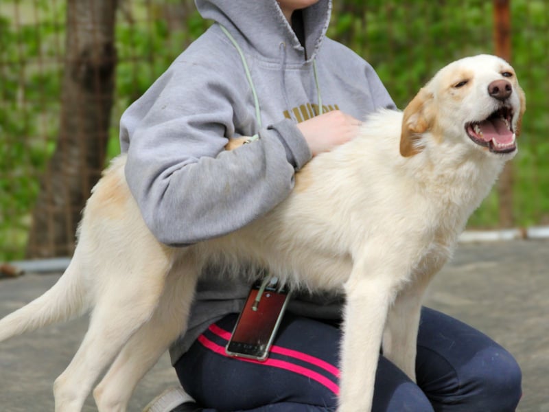 LIMA ist eine charmante und verspielte Hundedame
