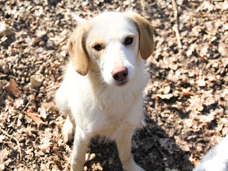 LIMA ist eine charmante und verspielte Hundedame
