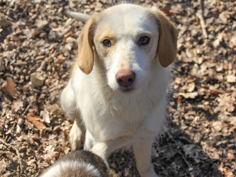 LIMA ist eine charmante und verspielte Hundedame