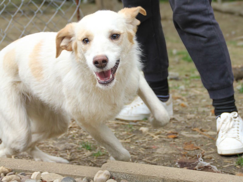 LIMA ist eine charmante und verspielte Hundedame