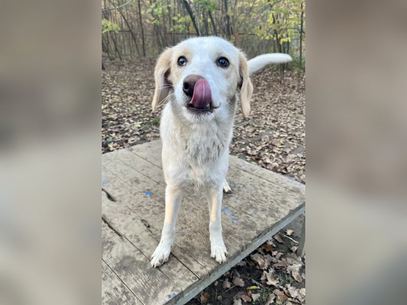 LIMA ist eine charmante und verspielte Hundedame