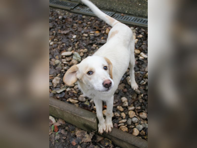 LIMA ist eine charmante und verspielte Hundedame