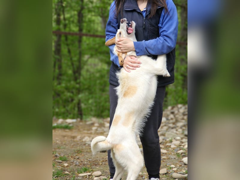 LIMA ist eine charmante und verspielte Hundedame