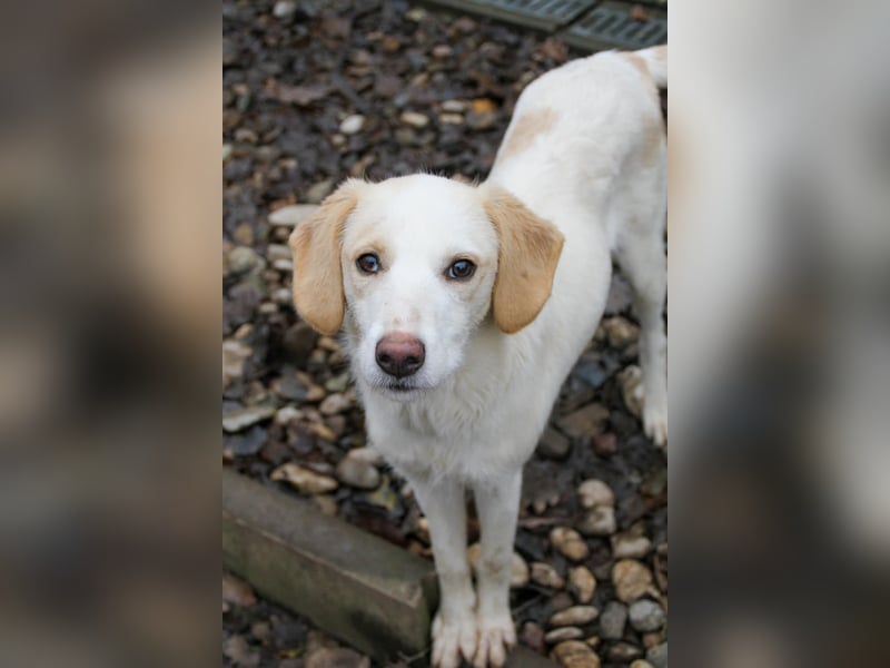 LIMA ist eine charmante und verspielte Hundedame