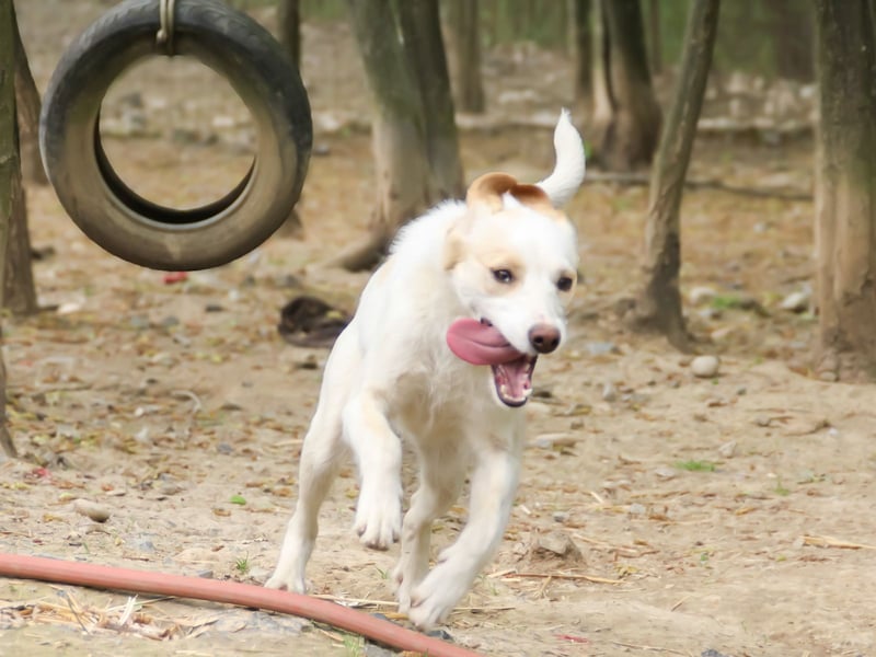LIMA ist eine charmante und verspielte Hundedame