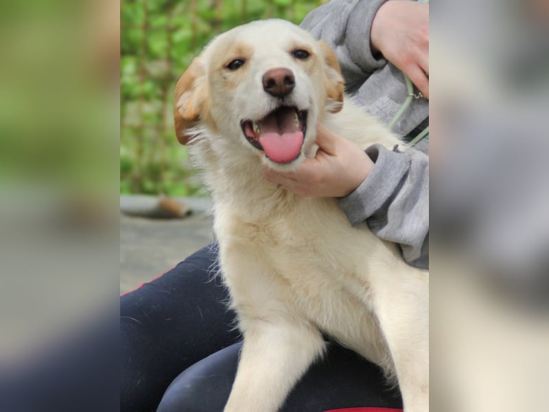 LIMA ist eine charmante und verspielte Hundedame