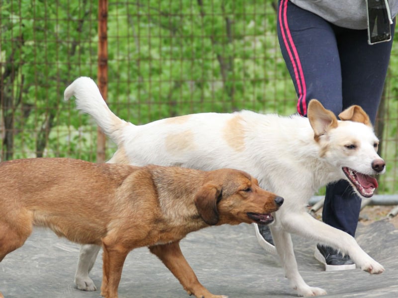 LIMA ist eine charmante und verspielte Hundedame