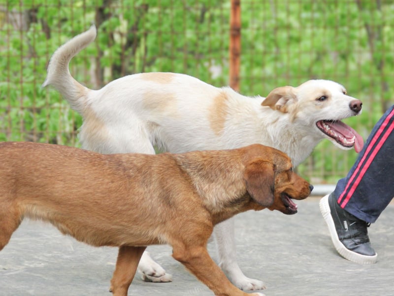 LIMA ist eine charmante und verspielte Hundedame