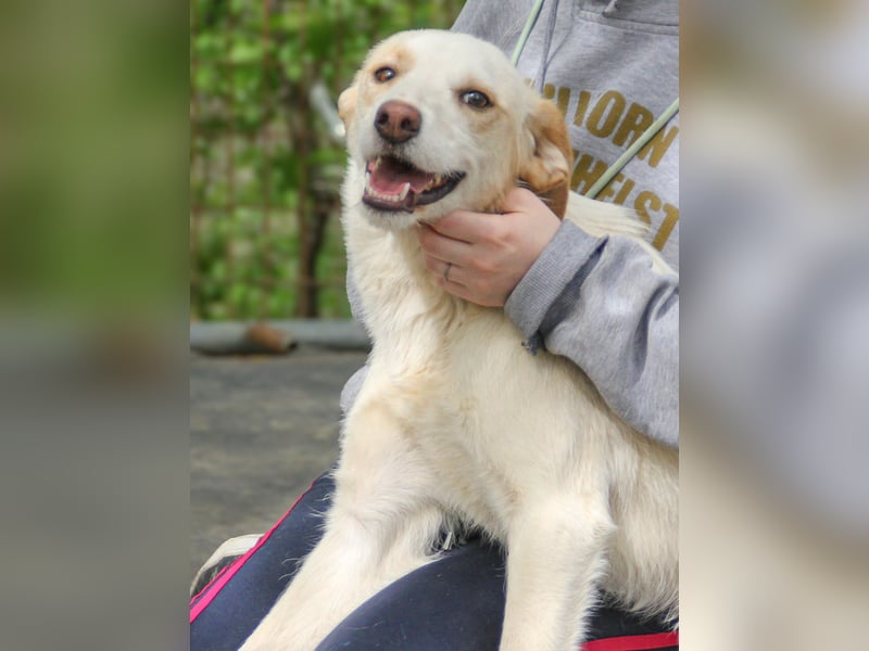 LIMA ist eine charmante und verspielte Hundedame