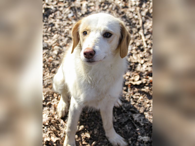 LIMA ist eine charmante und verspielte Hundedame