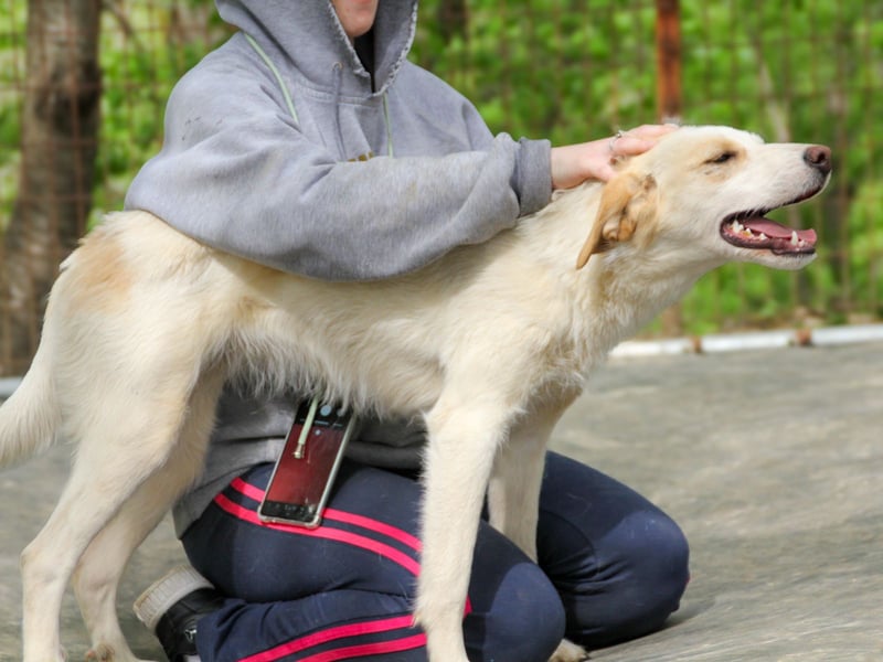 LIMA ist eine charmante und verspielte Hundedame
