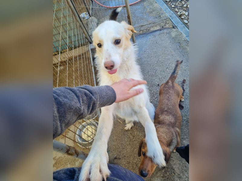 LIMA ist eine charmante und verspielte Hundedame
