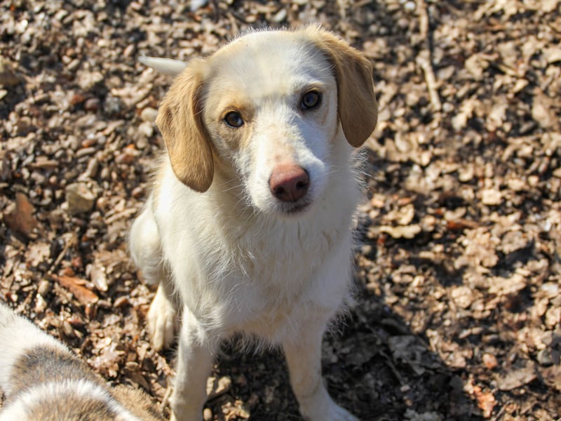 LIMA ist eine charmante und verspielte Hundedame