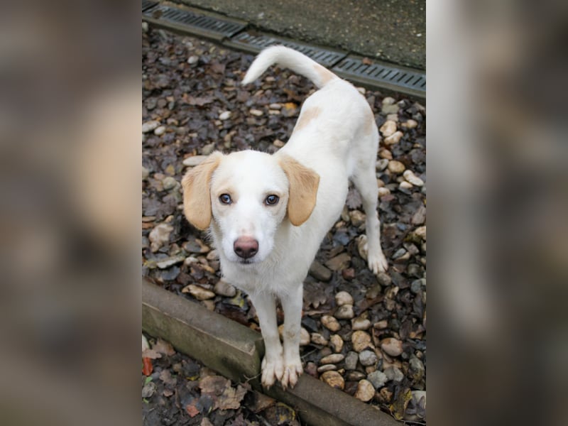 LIMA ist eine charmante und verspielte Hundedame